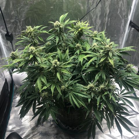 Mango Smile growlog photo: 2120
