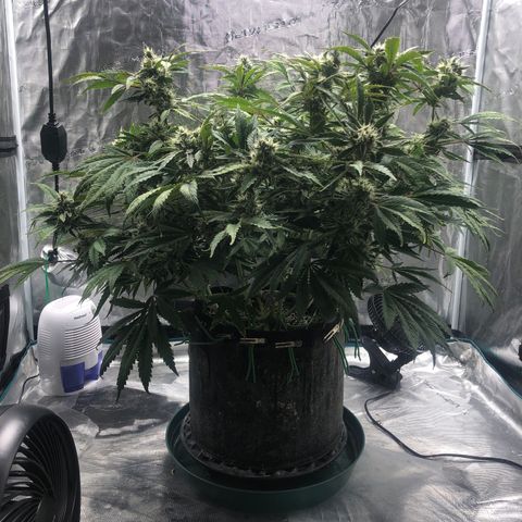 Mango Smile growlog photo: 2340