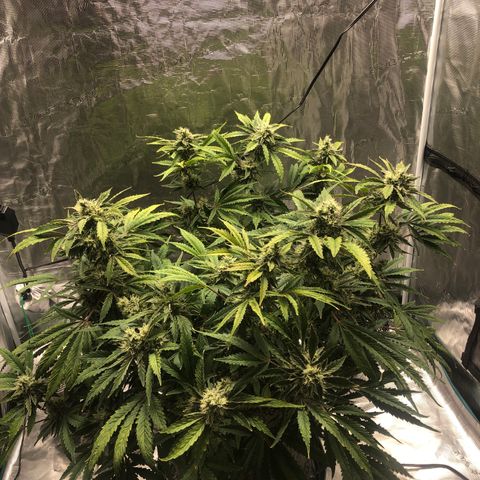 Mango Smile growlog timeline photo