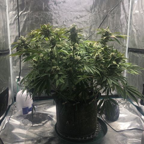 Mango Smile growlog photo: 2320