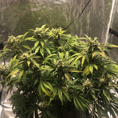 Mango Smile growlog timeline photo