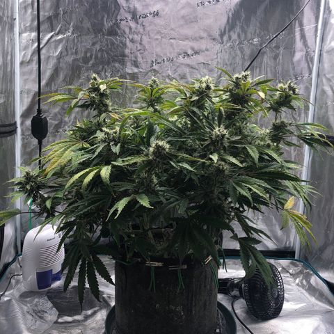 Mango Smile growlog photo: 2300