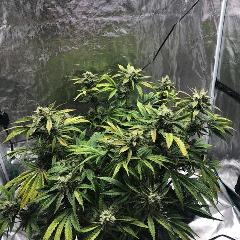 Mango Smile growlog timeline photo