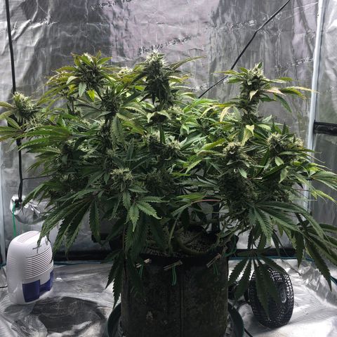 Mango Smile growlog photo: 2230