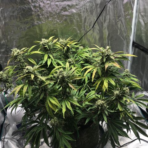 Mango Smile growlog timeline photo