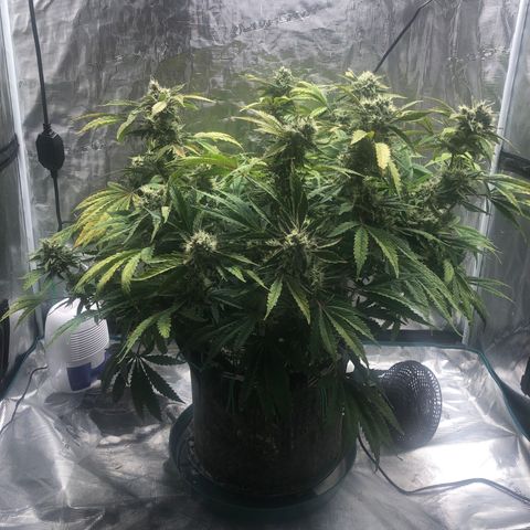 Mango Smile growlog photo: 2230