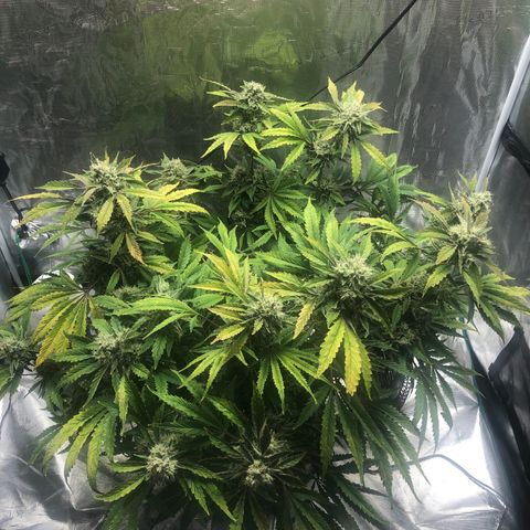 Mango Smile growlog timeline photo