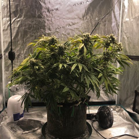 Mango Smile growlog photo: 2240
