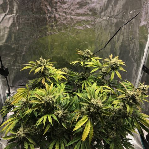 Mango Smile growlog timeline photo