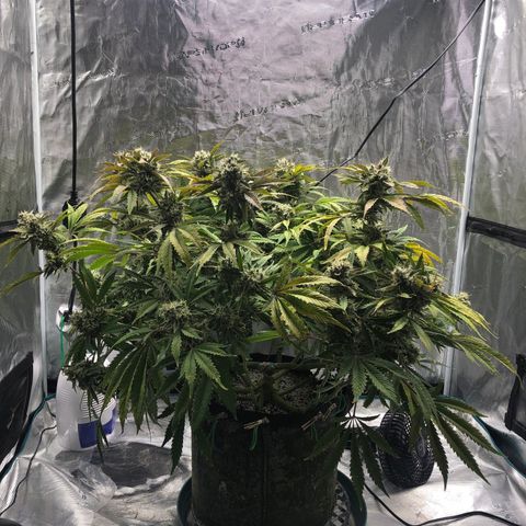 Mango Smile growlog photo: 2330