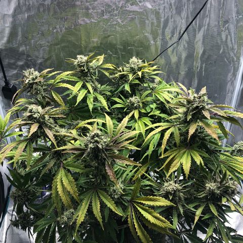 Mango Smile growlog timeline photo