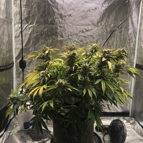 Mango Smile growlog photo: 2235