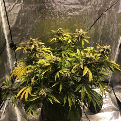 Mango Smile growlog photo: 2235