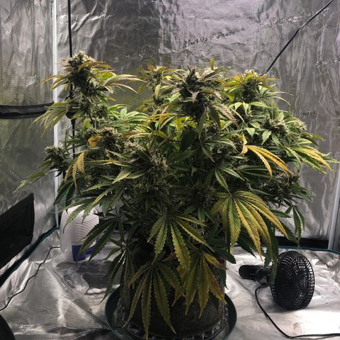 Mango Smile growlog photo: 2050