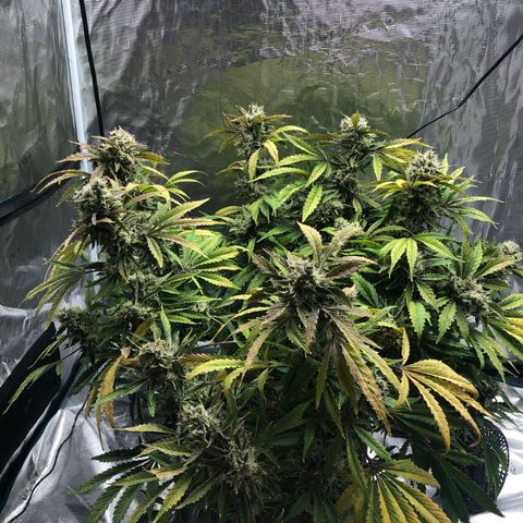 Mango Smile growlog photo: 2050