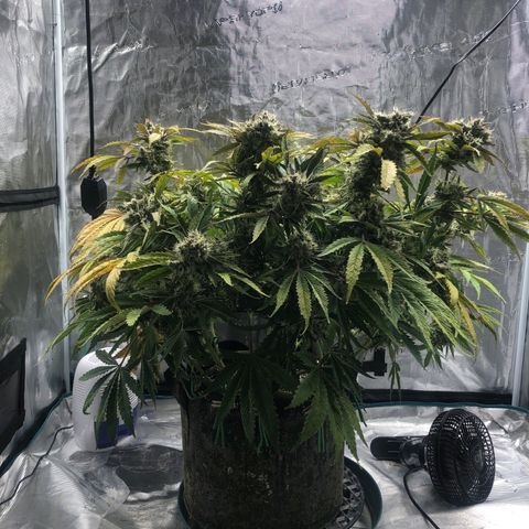 Mango Smile growlog photo: 2015