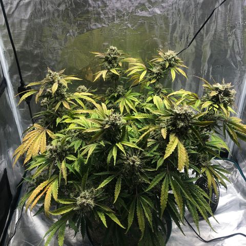 Mango Smile growlog photo: 2015