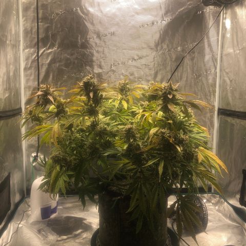 Mango Smile growlog photo: 2200