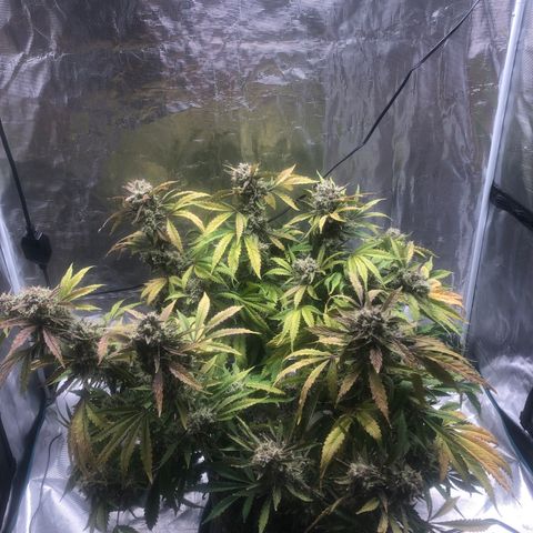 Mango Smile growlog photo: 2200