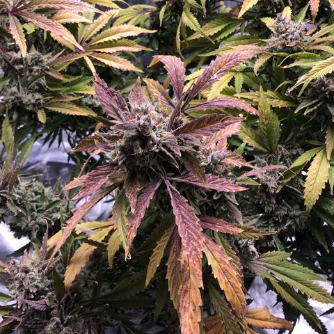 Mango Smile growlog timeline photo