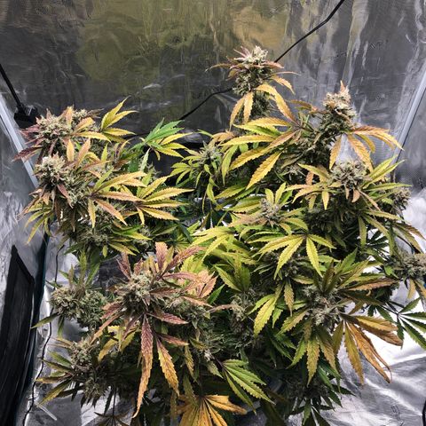 Mango Smile growlog timeline photo