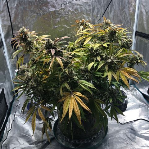 Mango Smile growlog photo: 2045