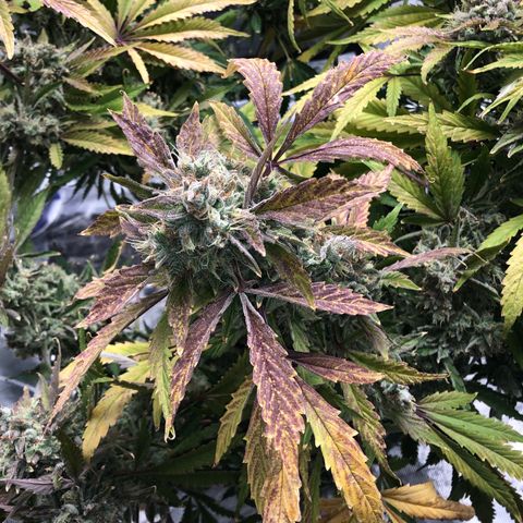 Mango Smile growlog timeline photo
