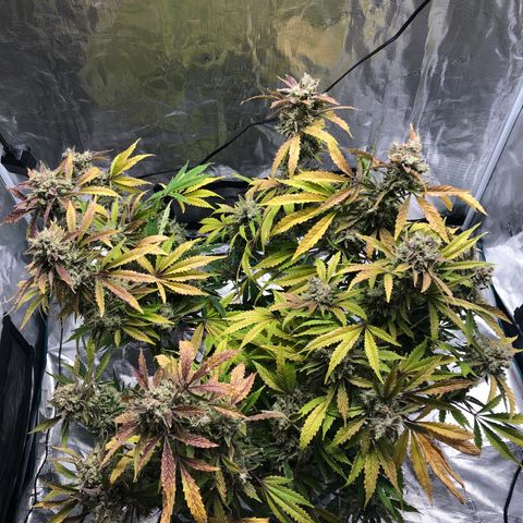 Mango Smile growlog timeline photo