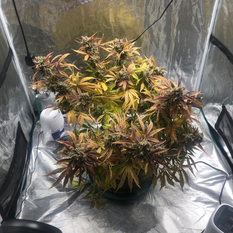 Mango Smile growlog photo: 1425