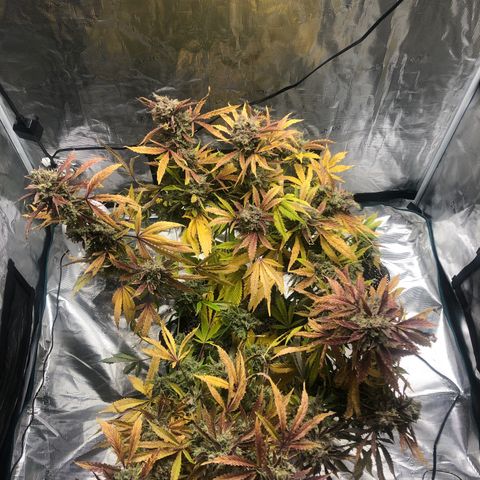 Mango Smile growlog timeline photo