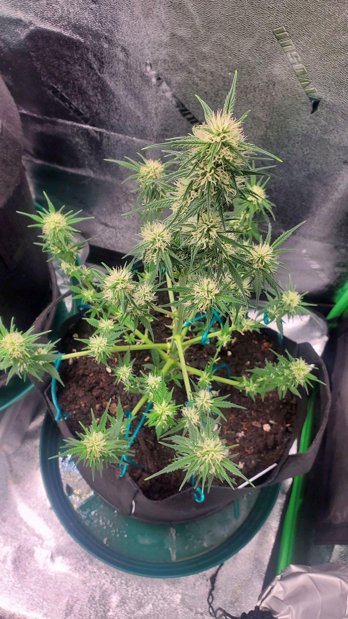 El Diablo growlog header