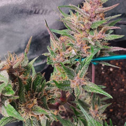 BlackBerry (63 day) Auto (Topped) growlog timeline photo