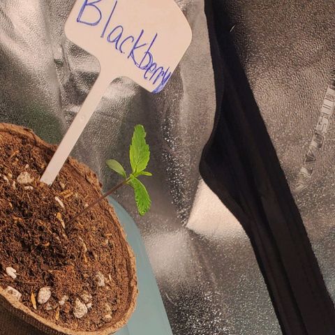 BlackBerry (63 day) Auto (Topped) growlog timeline photo