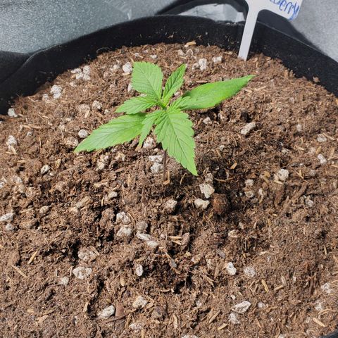 BlackBerry (63 day) Auto (Topped) growlog timeline photo