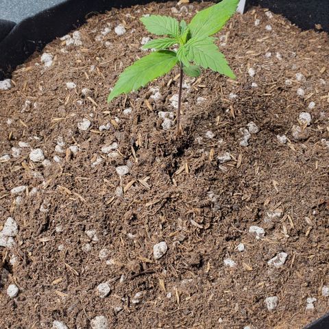 BlackBerry (63 day) Auto (Topped) growlog timeline photo