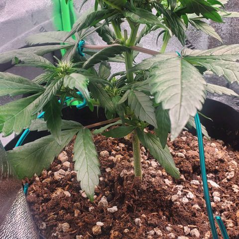 BlackBerry (63 day) Auto (Topped) growlog timeline photo