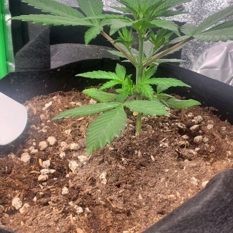 BlackBerry (63 day) Auto (Topped) growlog timeline photo