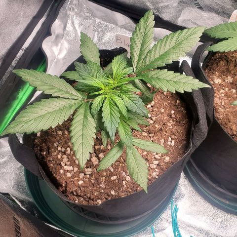 BlackBerry (63 day) Auto (Topped) growlog timeline photo