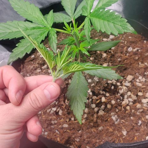 BlackBerry (63 day) Auto (Topped) growlog timeline photo