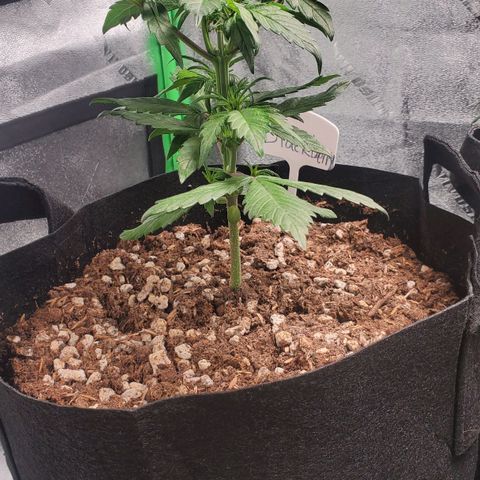 BlackBerry (63 day) Auto (Topped) growlog timeline photo