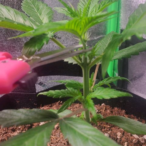 BlackBerry (63 day) Auto (Topped) growlog timeline photo