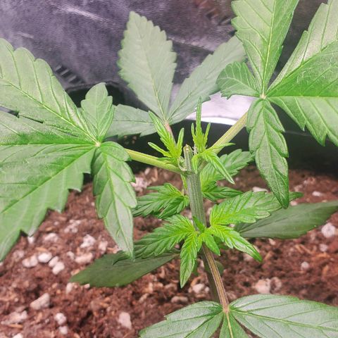 BlackBerry (63 day) Auto (Topped) growlog timeline photo