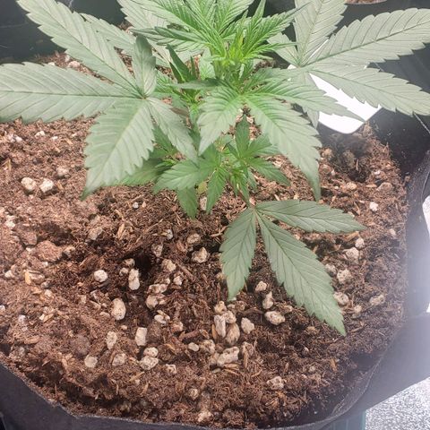 BlackBerry (63 day) Auto (Topped) growlog timeline photo