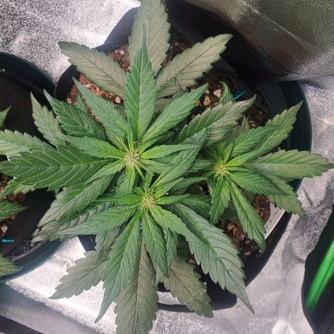 BlackBerry (63 day) Auto (Topped) growlog timeline photo