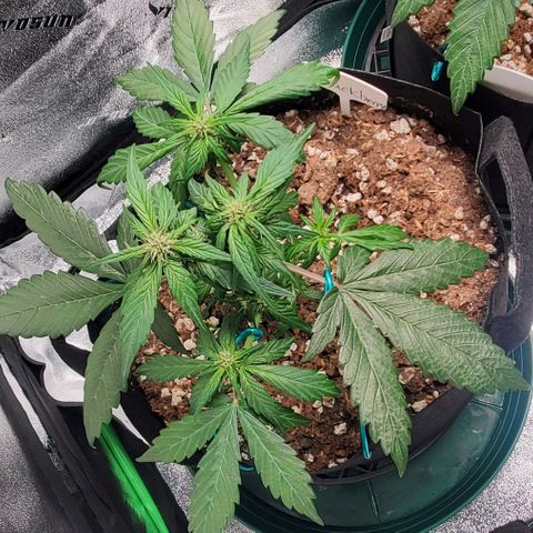 BlackBerry (63 day) Auto (Topped) growlog timeline photo