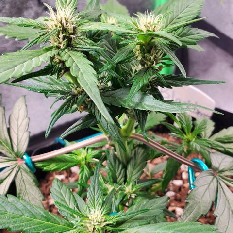 BlackBerry (63 day) Auto (Topped) growlog timeline photo