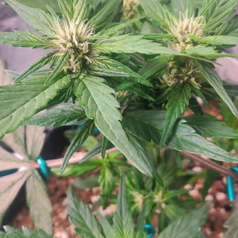 BlackBerry (63 day) Auto (Topped) growlog timeline photo
