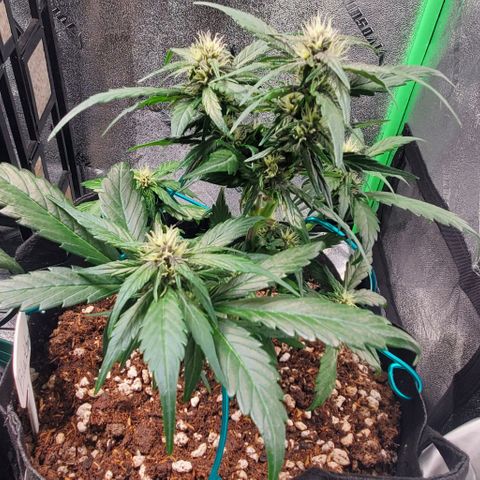 BlackBerry (63 day) Auto (Topped) growlog timeline photo