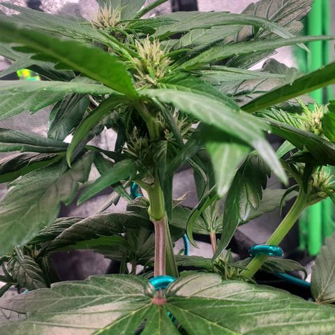 BlackBerry (63 day) Auto (Topped) growlog timeline photo
