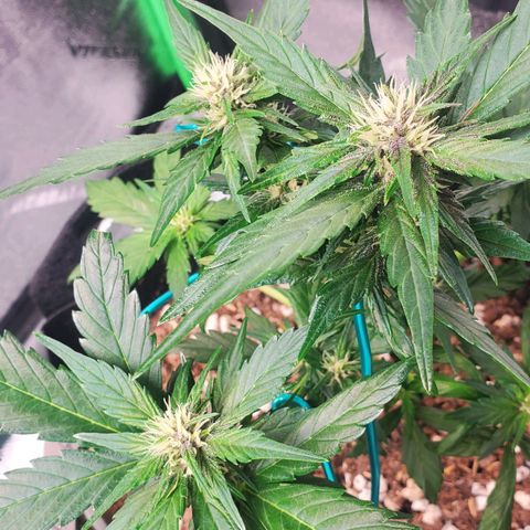 BlackBerry (63 day) Auto (Topped) growlog timeline photo